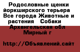 Родословные щенки йоркширского терьера - Все города Животные и растения » Собаки   . Архангельская обл.,Мирный г.